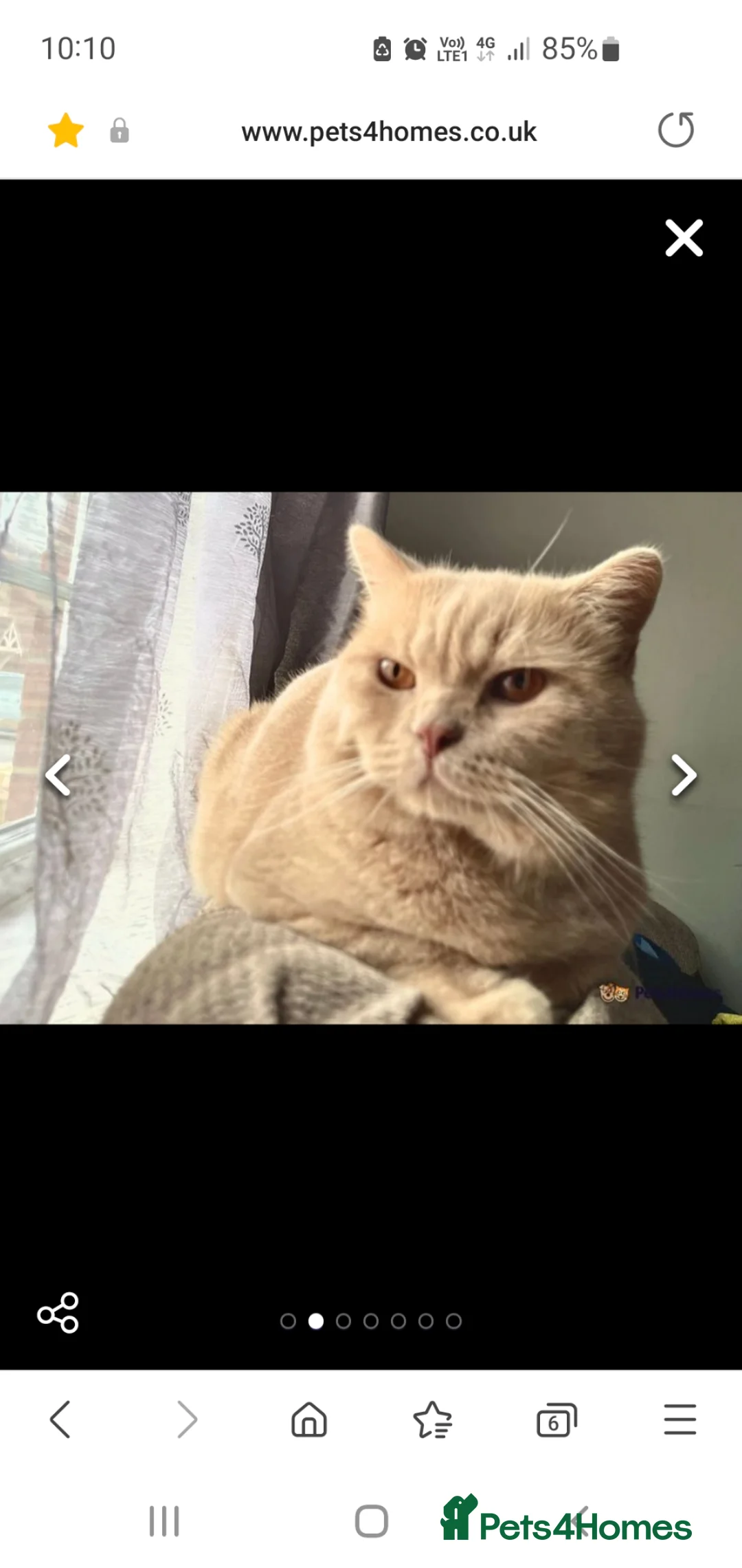 British Shorthair cats for sale: Kittens lilac and blue boys, shorthair, longhair  - Advert 38