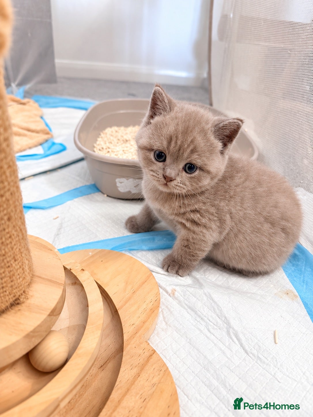 British Shorthair cats for sale: TICA Registered Lilac BSH Kitten – Champion Dad - Advert 1