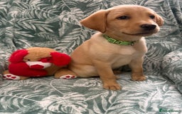 Labrador Retriever dogs for sale: 2 Yellow Females 👀🏡 in Boston - Image 8