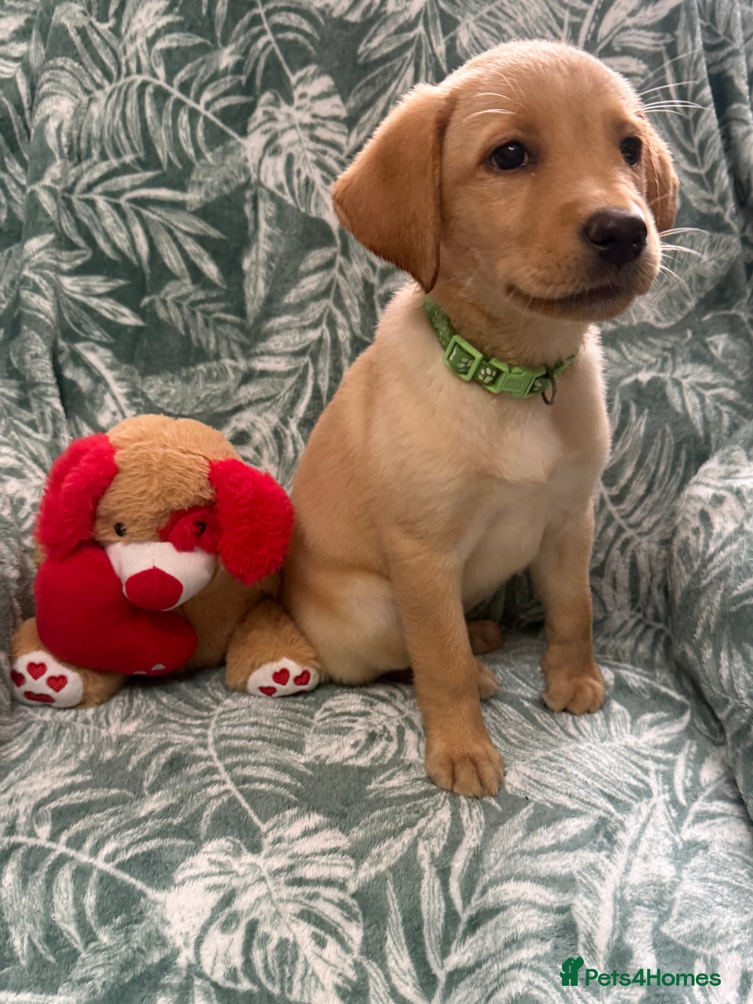 Labrador Retriever dogs for sale: 2 Yellow Females 👀🏡 in Boston - Image 8