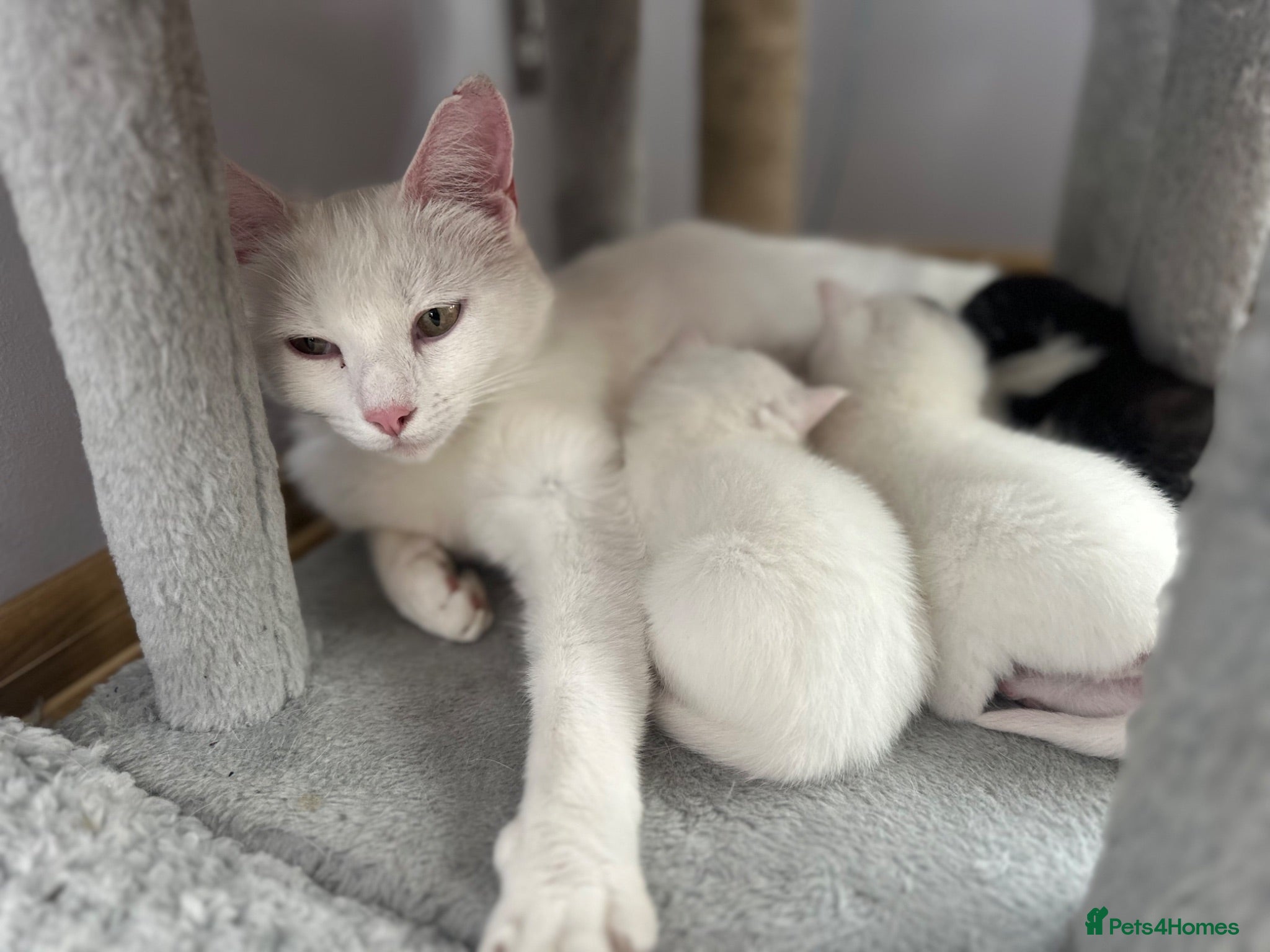 Turkish Angora cats 3 Stunning Turkish Angora Kittens - Advert 2