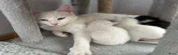 Turkish Angora cats for sale: 3 Stunning Turkish Angora Kittens - Advert 2