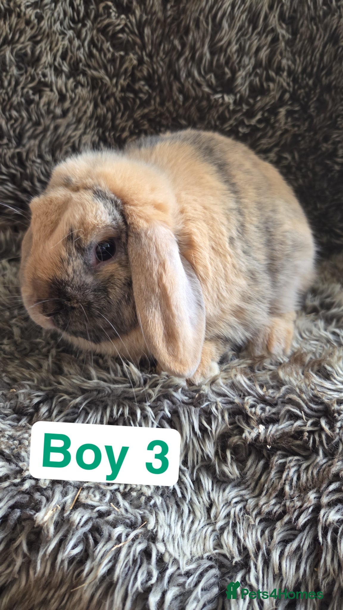 Mini Lop rabbits Mini Lops - Stunning Colours 🧡 - Advert 1