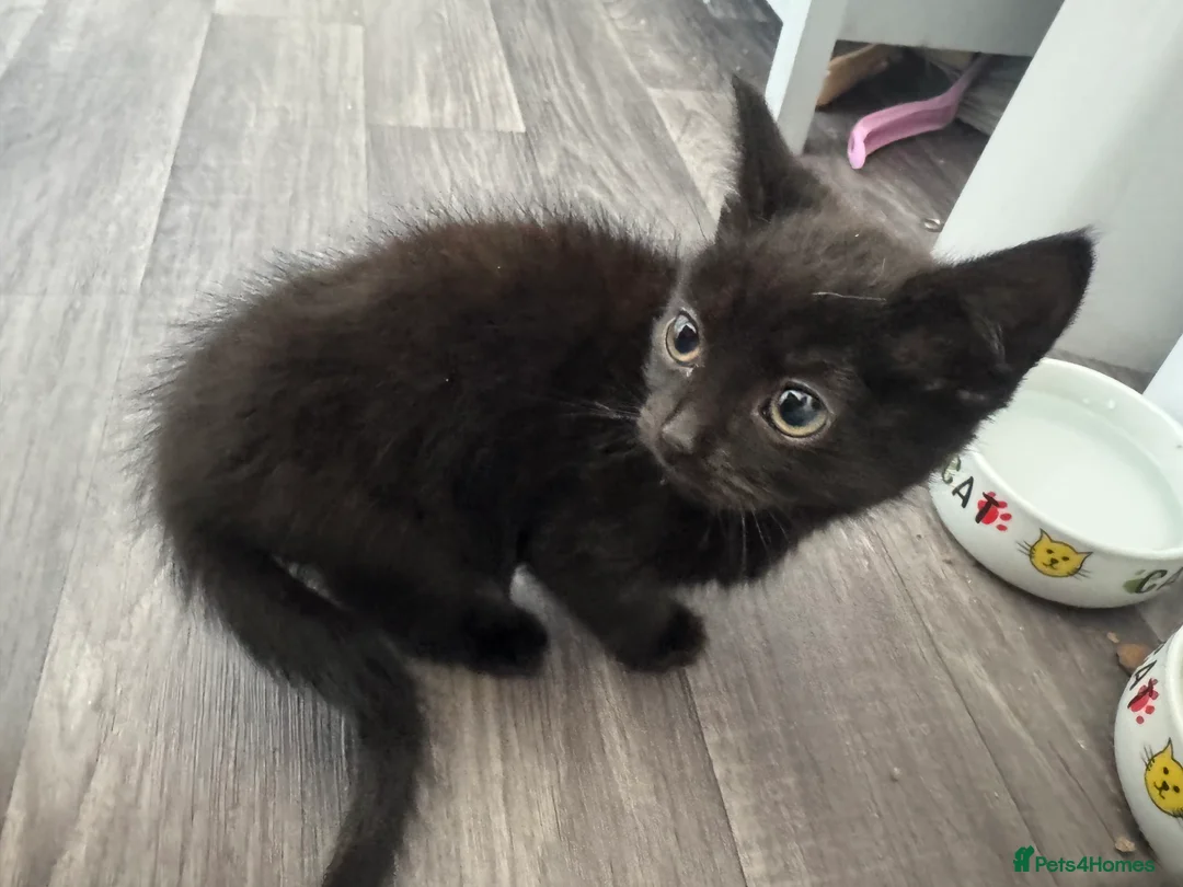 Mixed Breed cats for sale: All beautiful male kittens - Advert 2