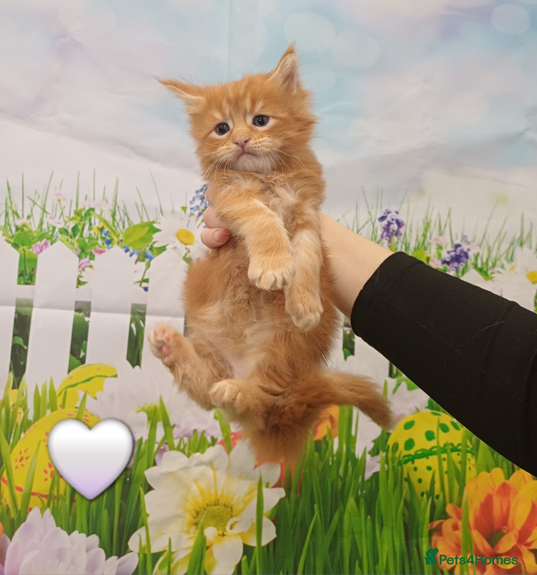 Maine Coon cats for sale: Maine Coon Kittens  - Advert 24
