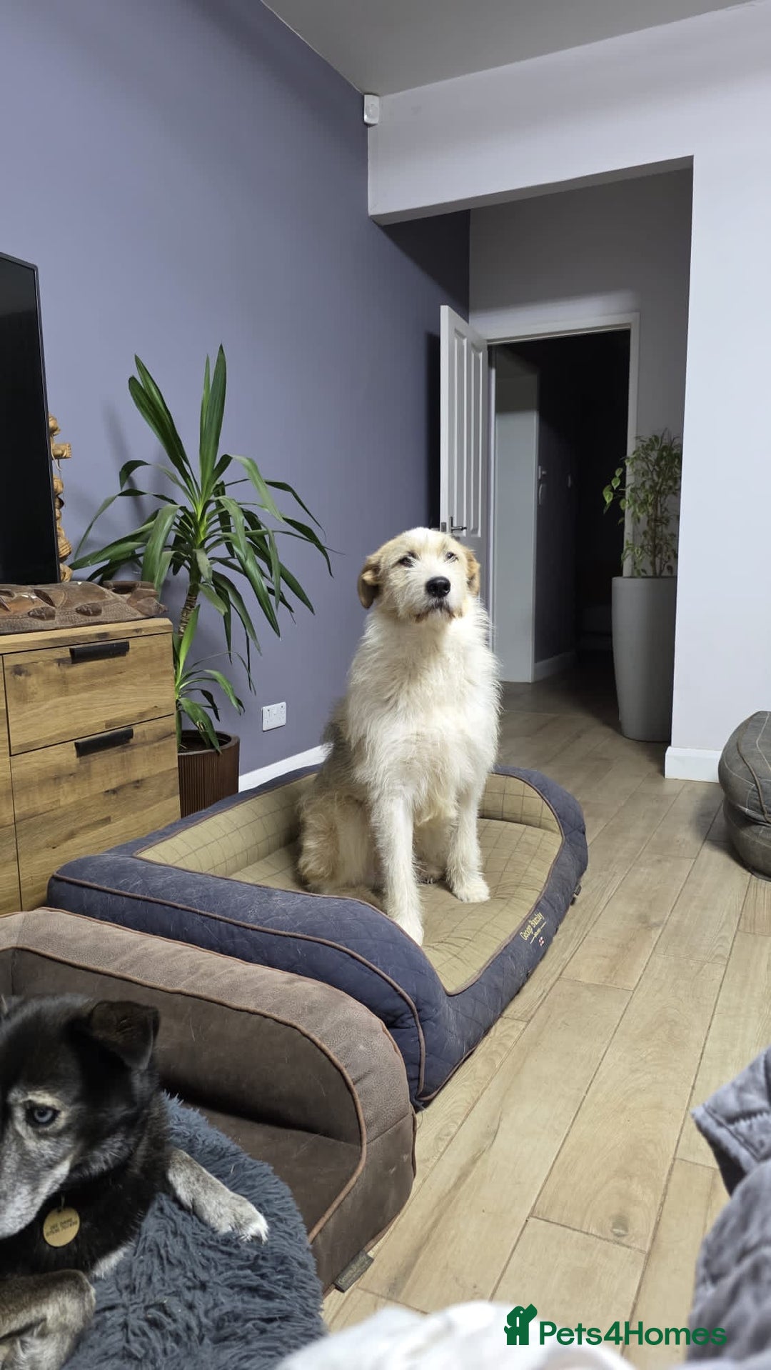 Mixed Breed dogs for adoption: Hershey & Harley 💙 still Waiting - Advert 22