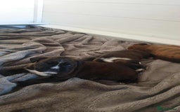 Boxer dogs for sale: Quality Well Bred Boxer Babies - Image 2