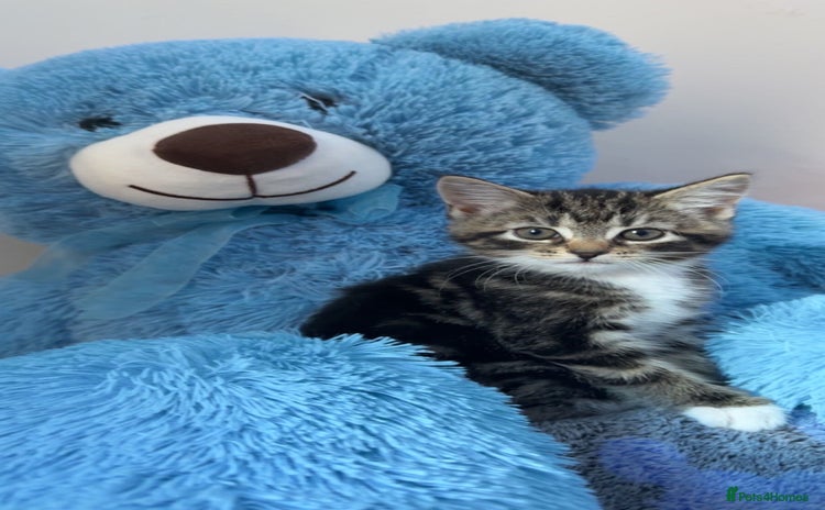 Mixed Breed cats - Advert 16