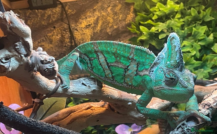 Chameleon reptiles - Advert 2