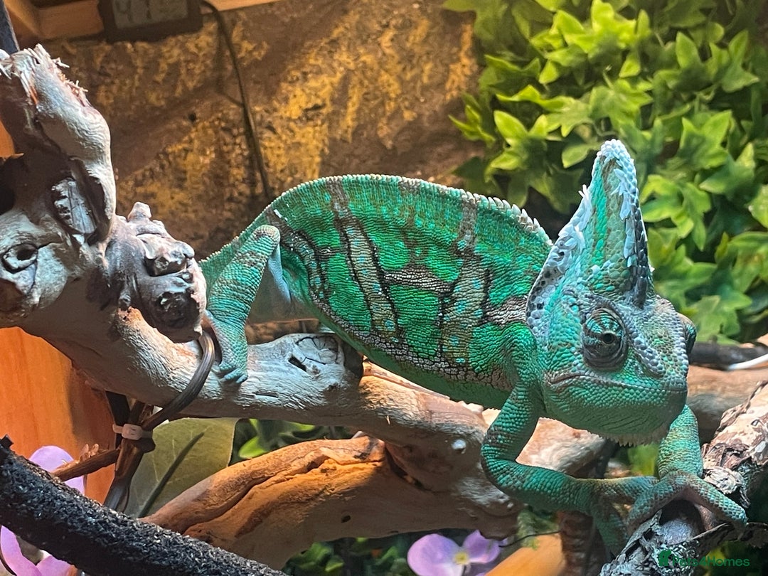 Chameleon reptiles for sale: Yemen Chameleon  - Image 1