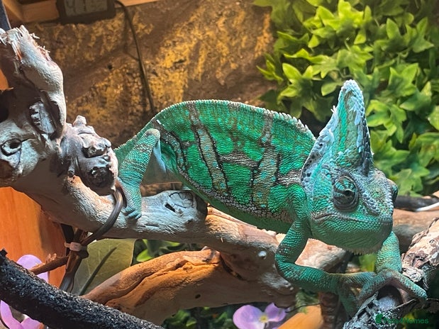 Chameleon reptiles - Advert 5