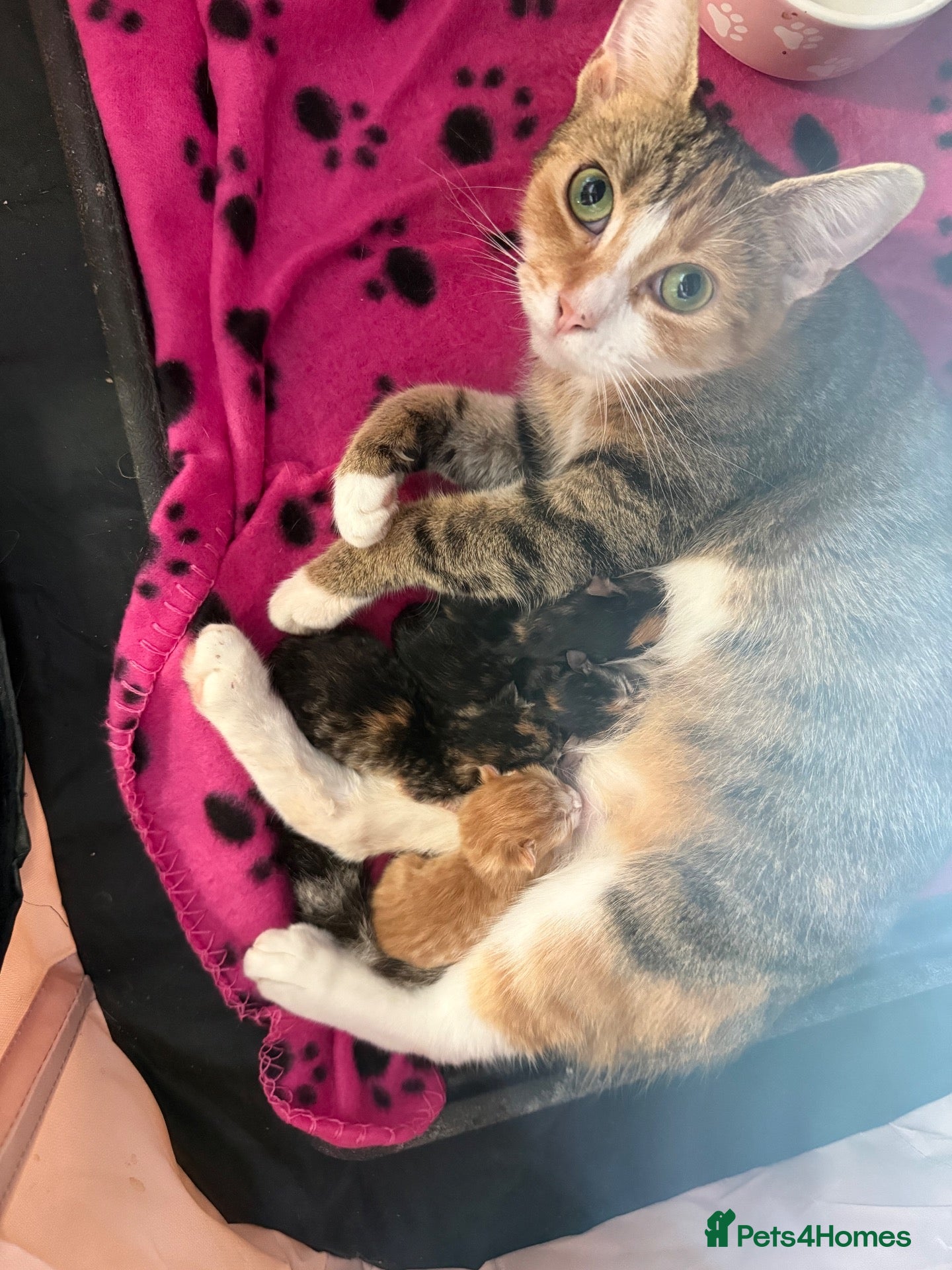 Mixed Breed cats Beautiful bengal / mixed breed kittens  - Advert 1