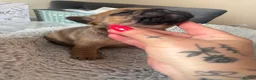 French Bulldog dogs for sale: TOP QUALITY KC REG FRENCH BULLDOG PUPPIES(HEALTHT) - Advert 23