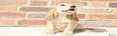 Cocker Spaniel 2