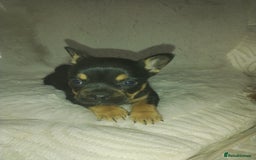 Mixed Breed dogs for sale: French bulldog x chihuahua  - Image 2
