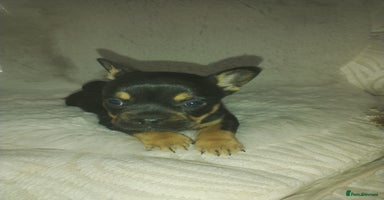 Mixed Breed dogs - Advert 6