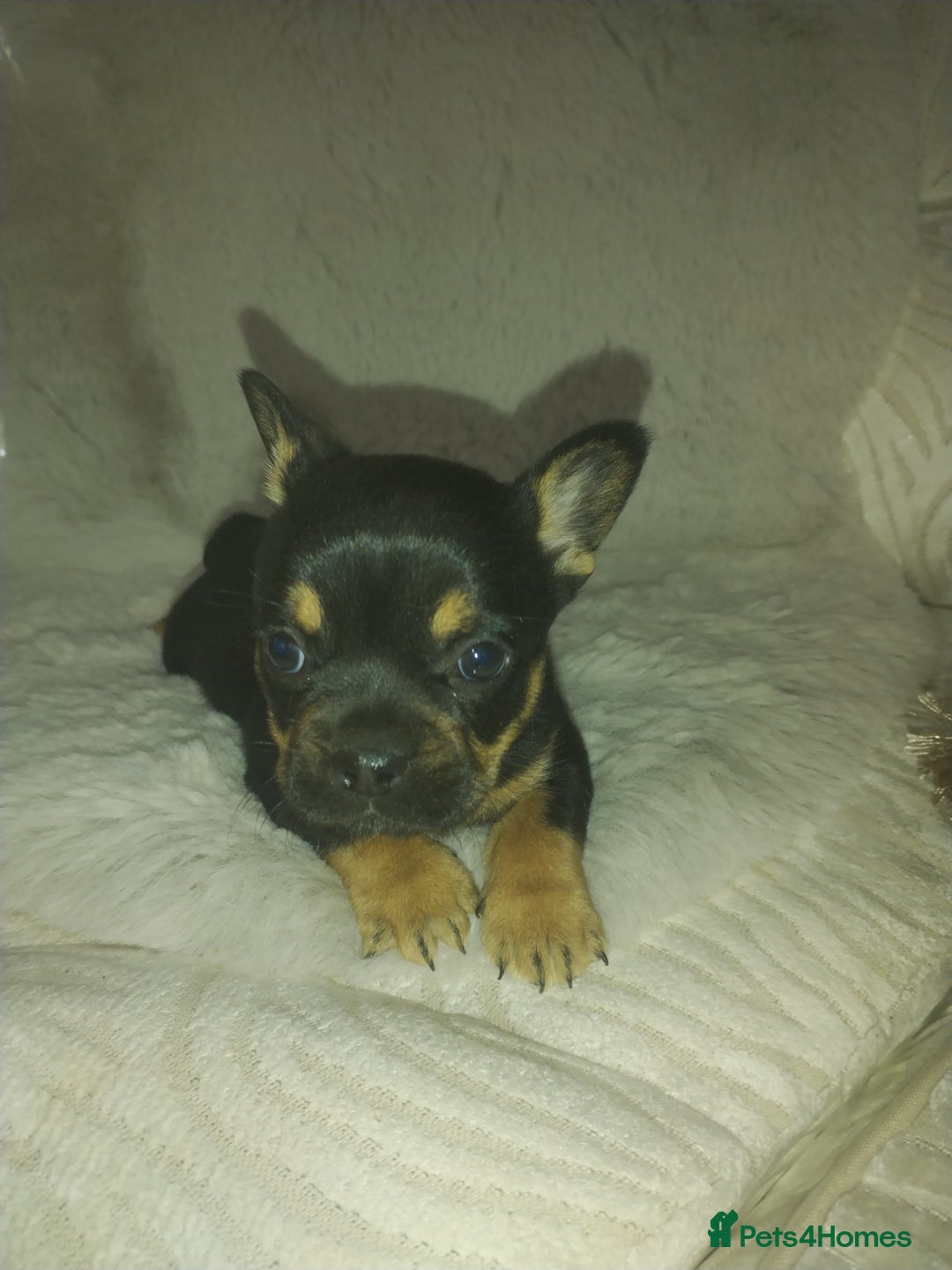Mixed Breed dogs for sale: French bulldog x chihuahua  - Image 2
