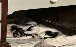 Domestic Shorthair cats for sale: Black Kitten Needs New Home  - Image 5