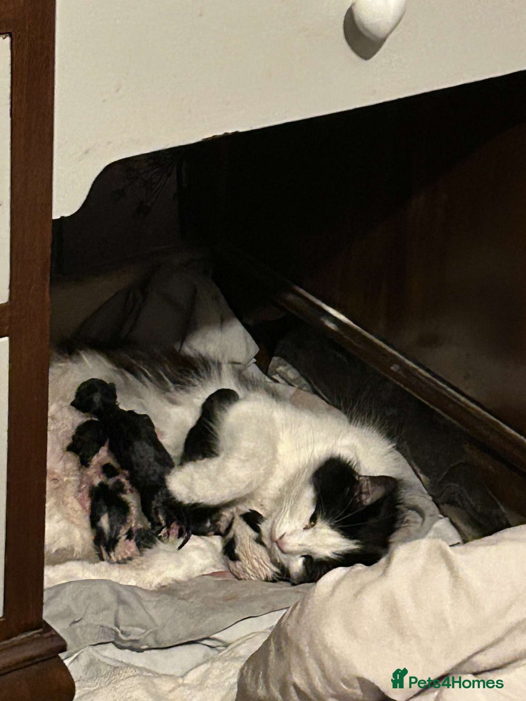 Domestic Shorthair cats for sale: Black Kitten Needs New Home  - Image 5