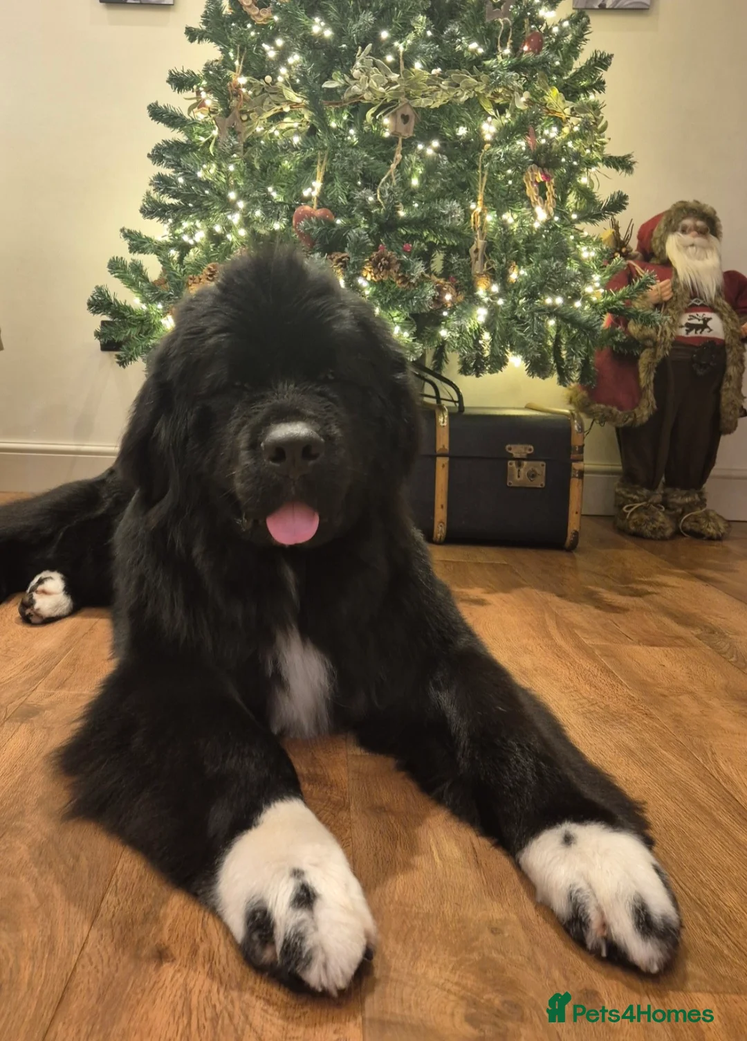 Newfoundland dogs for sale: 3 year old neutered male newfoundland  - Advert 6