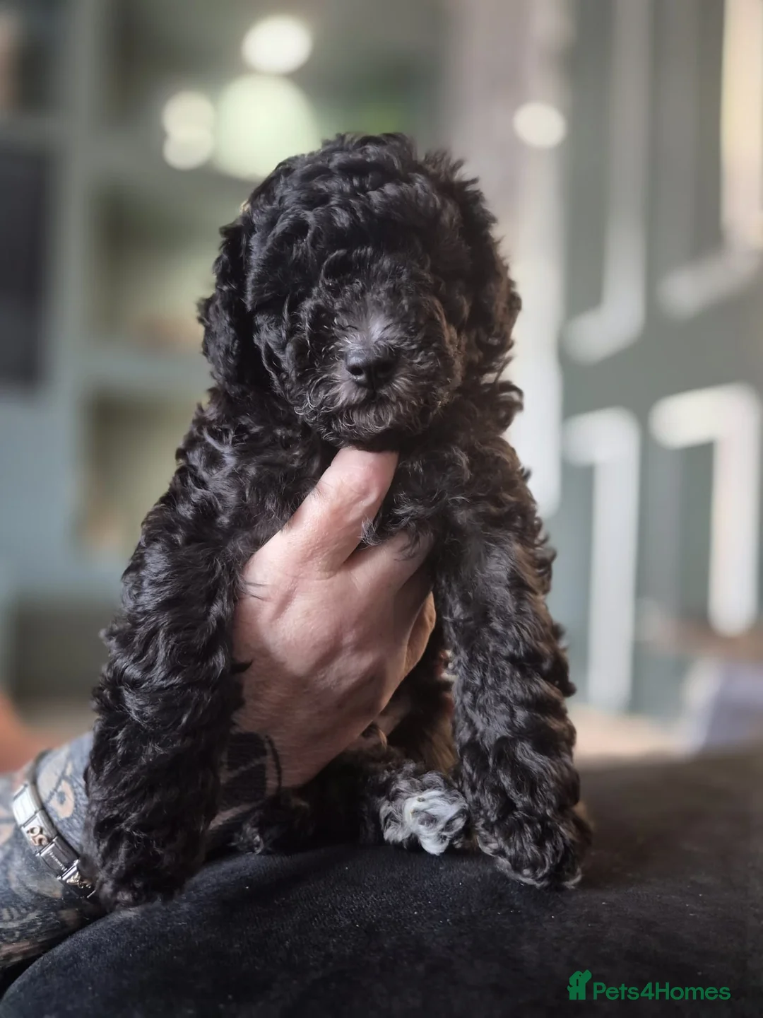 Toy Poodle dogs for stud: Beau. Stud Toy Poodle  - Advert 13