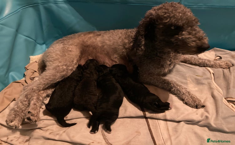 Bedlington Terrier dogs - Advert 2