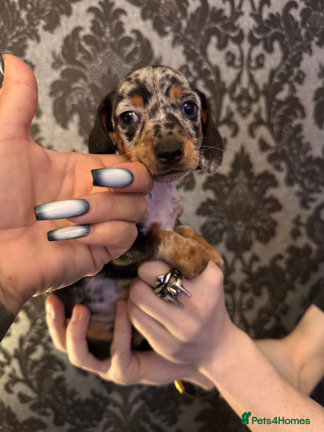 Dachshund dogs for sale: **** Absolutely Stunning Babies **** - Advert 11