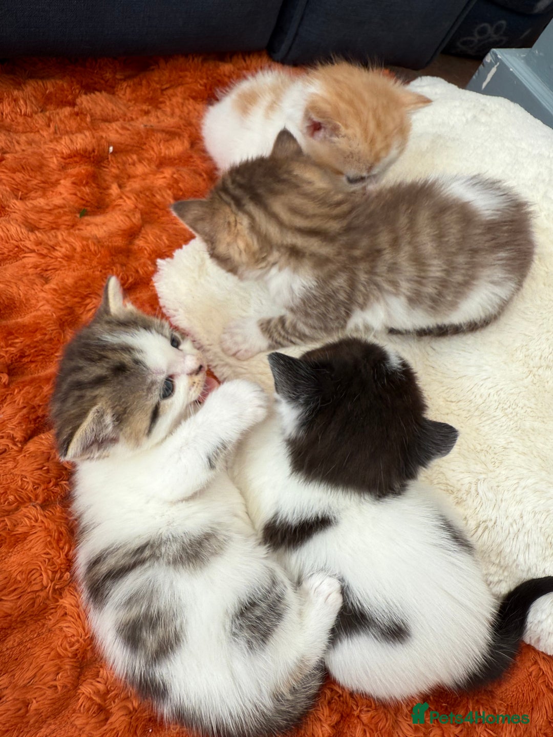 Norwegian Forest Cat cats for sale: 5 beautiful friendly boys - Image 17