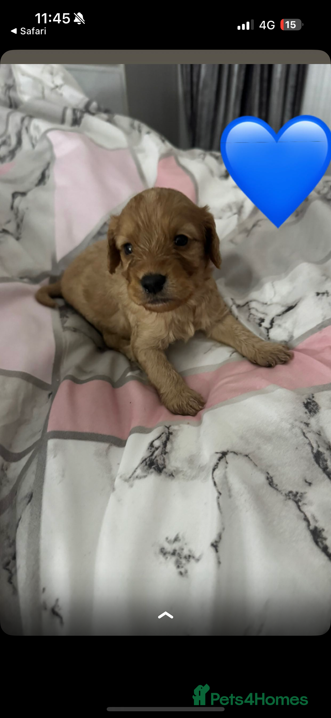 Cockapoo dogs for sale: 5 f1 cockerpoo puppies  - Image 10