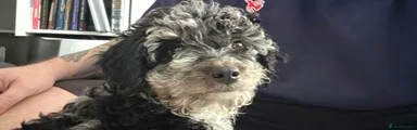 Cavapoo 1