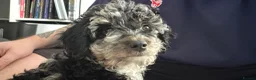 Cavapoo dogs for sale: Beautiful blue merle Cavapoo boy in Barry - Advert 5