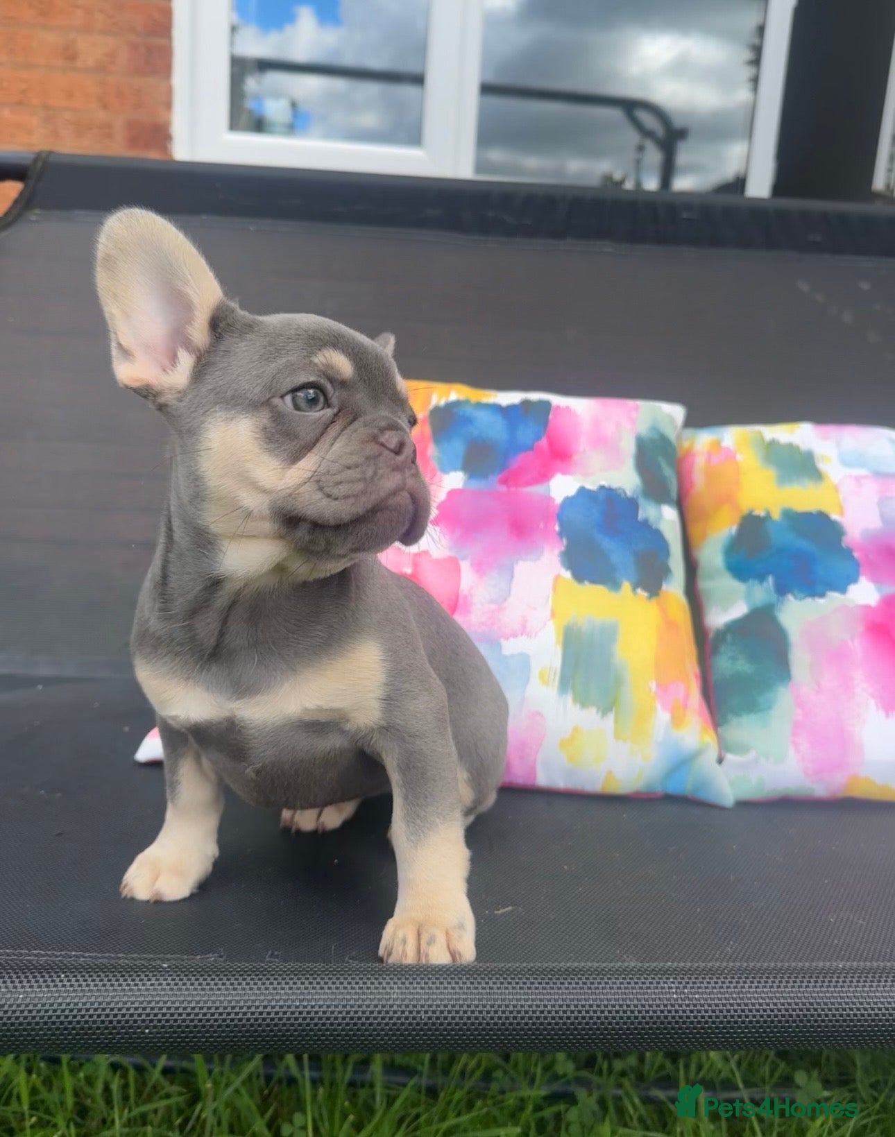 French Bulldog dogs for sale: Frenchie Puppies Ready to go now  in Halesowen - Advert 14