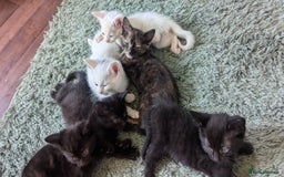 Mixed Breed cats for sale: Mixed coloured beautiful kittens 3 girls 3 boys  - Image 9
