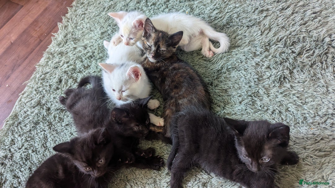 Mixed Breed cats for sale: Mixed coloured beautiful kittens 3 girls 3 boys  - Image 9