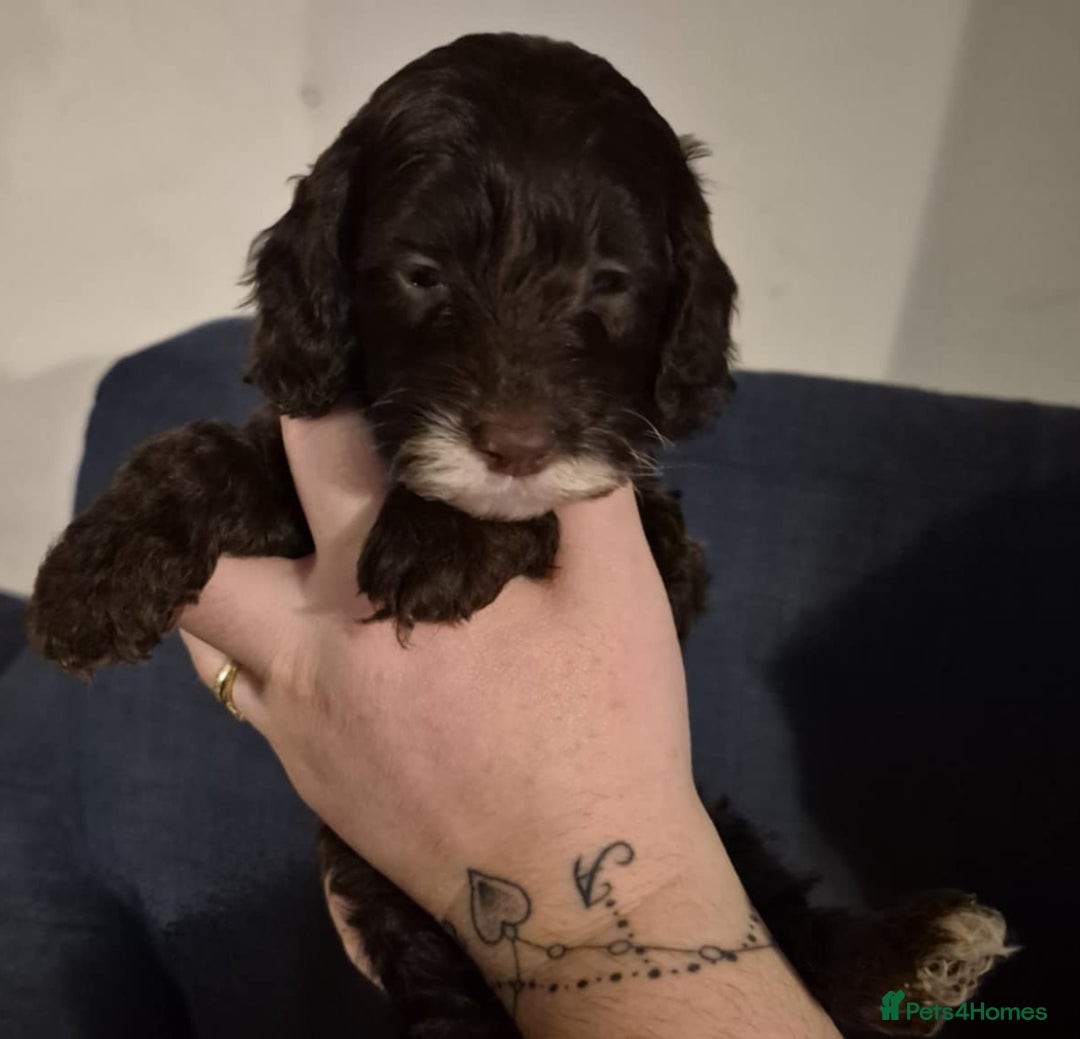 Cockapoo dogs for sale: Fantastic health tested F1b TOY COCKAPOOS - Advert 7