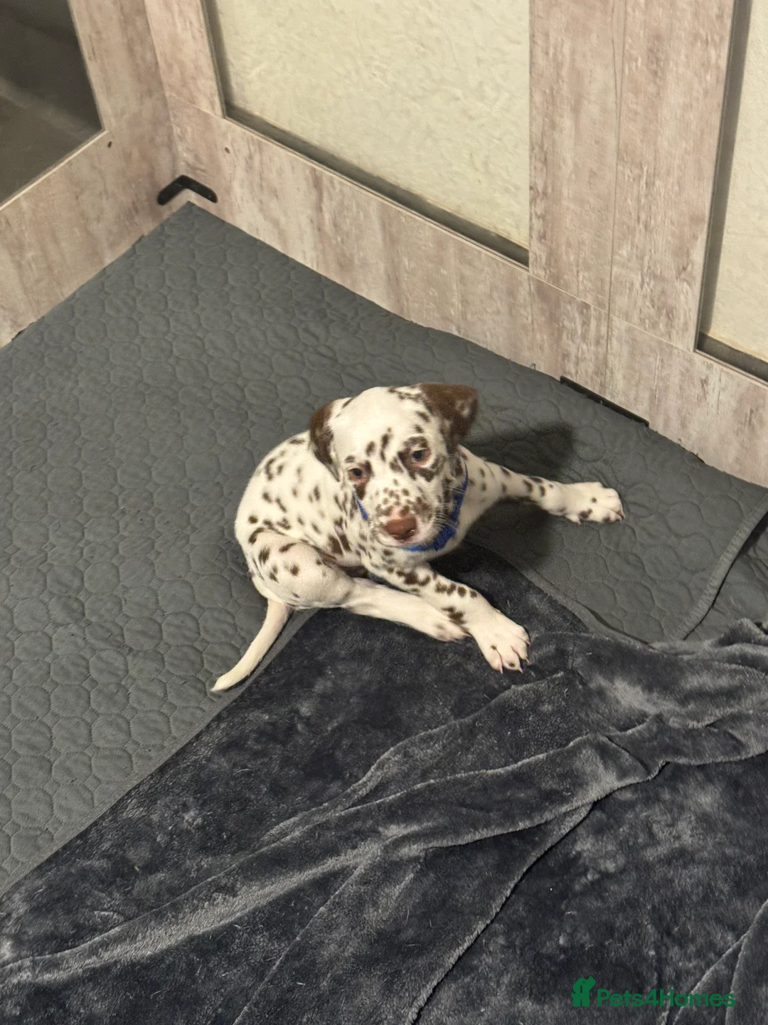 Dalmatian dogs for sale: 1 Boy Left!!! (KC Registered dalmatian pups)!!) - Advert 30