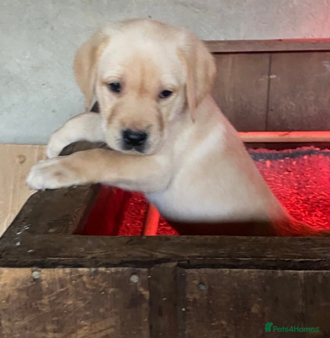 Labrador Retriever dogs for sale: Gorgeous Labrador puppies for sale - Image 22