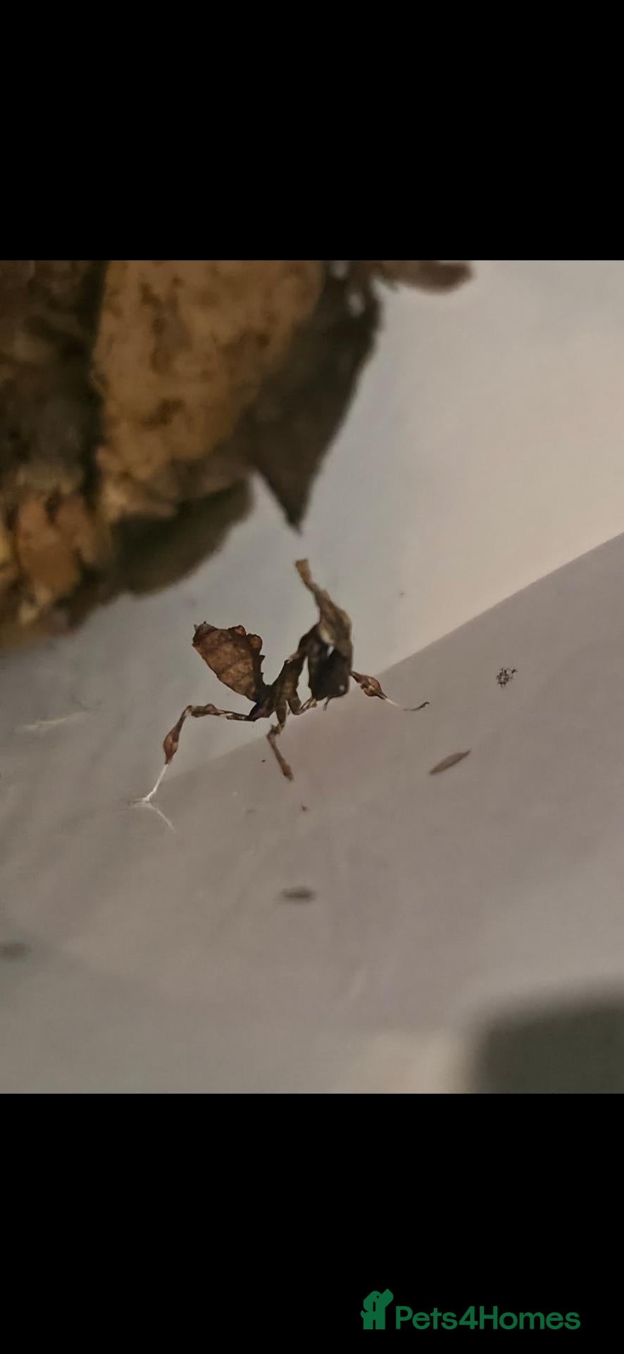 Praying Mantis invertebrates Ghost Mantis Nymph i4 (Phyllocrania paradoxa) - Advert 2