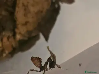 Praying Mantis invertebrates Ghost Mantis Nymph i4 (Phyllocrania paradoxa) - Advert 2