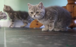 British Shorthair cats for sale: 🐾 charming pure British shorthair kittens 🐾 - Image 13