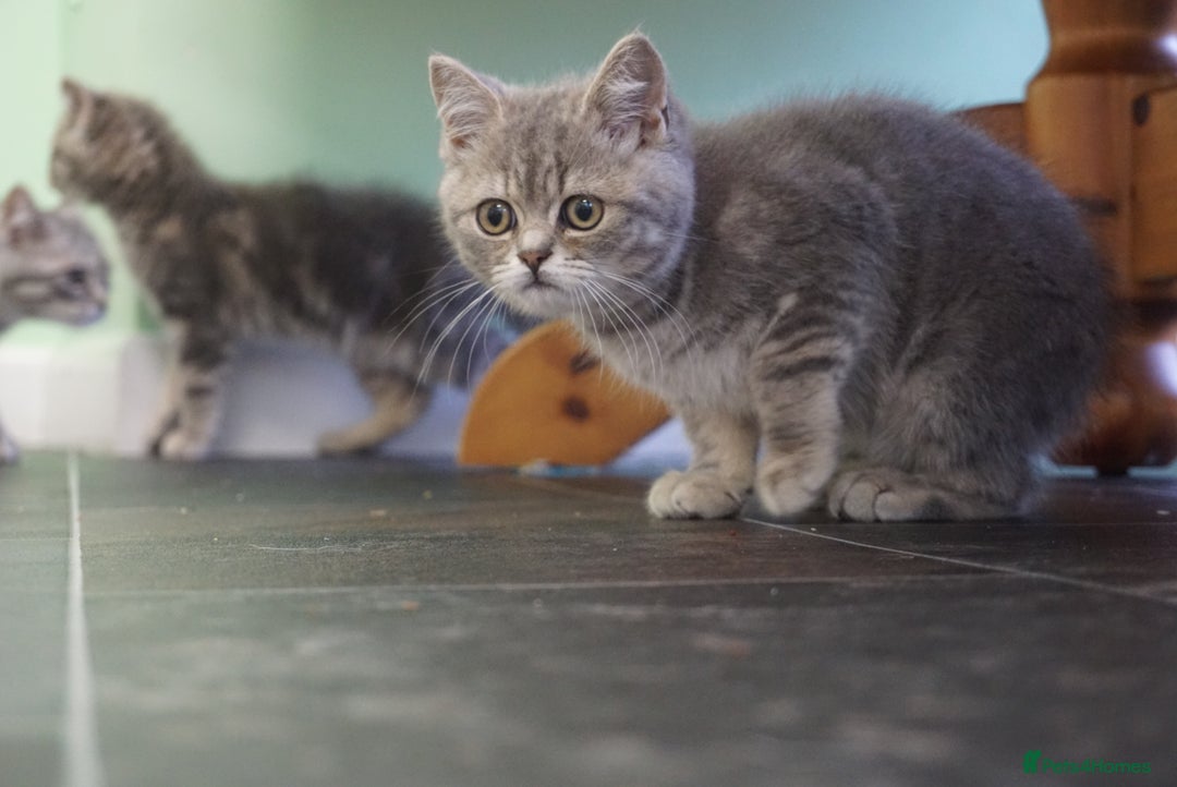 British Shorthair cats for sale: 🐾 charming pure British shorthair kittens 🐾 - Image 13