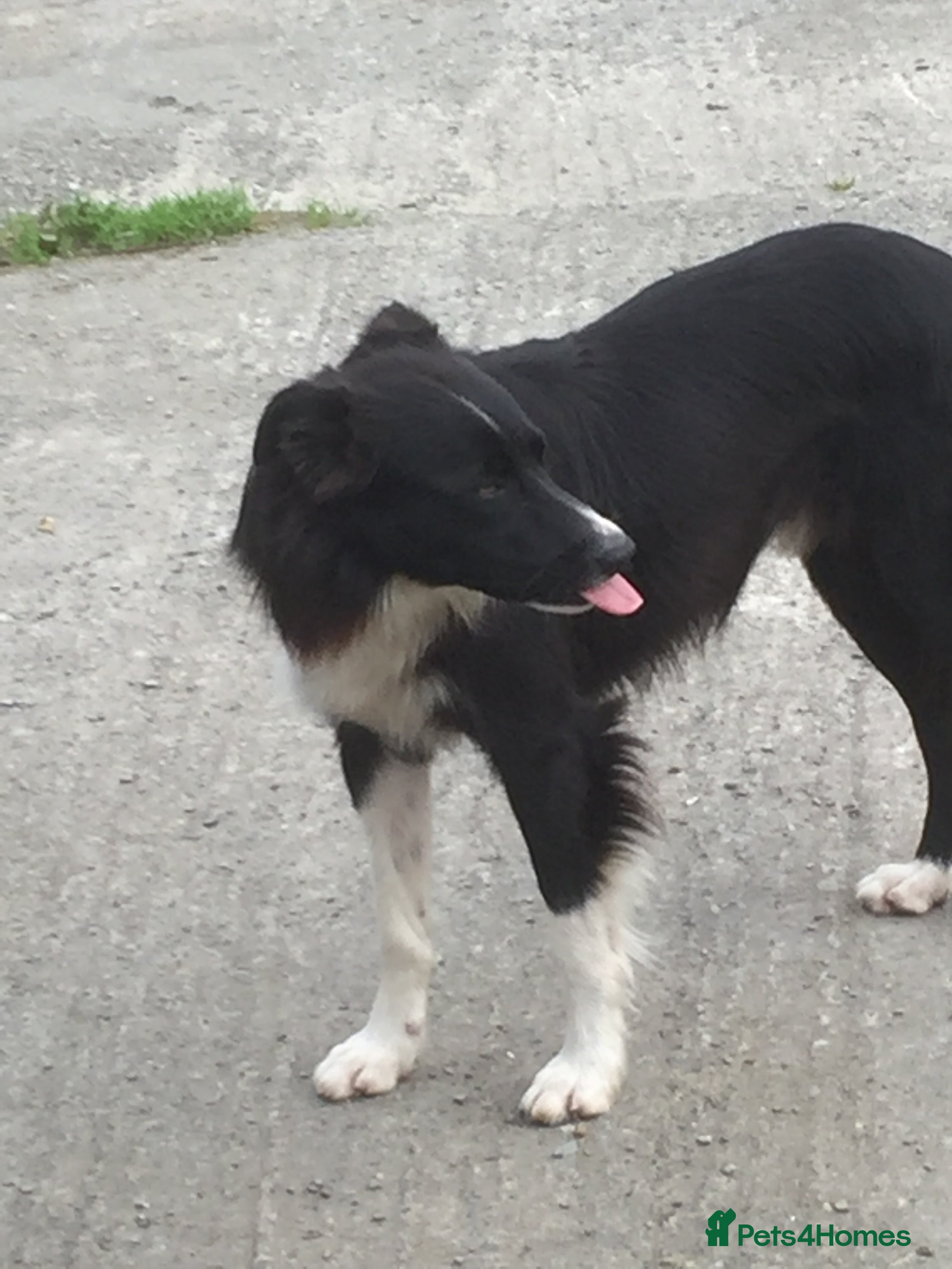 Bolt