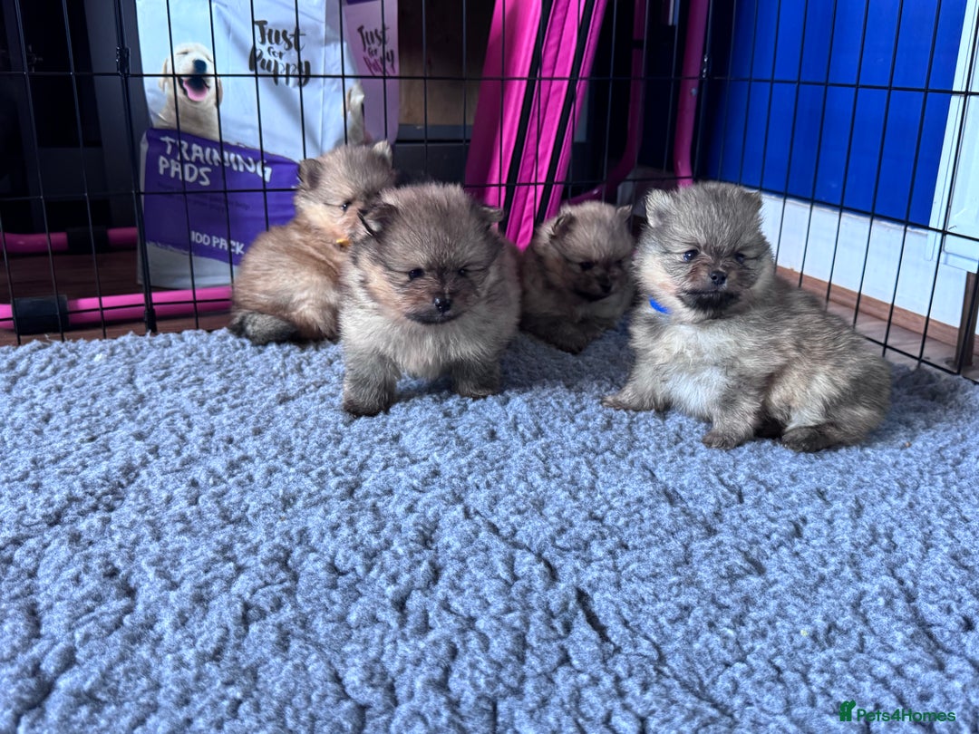 Pomeranian dogs for sale: 🏆 KC HEALTH TESTED POMERANIAN PUPPIES 🏆  - Image 5