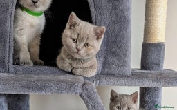 British Shorthair cats for sale:  Male lilac British Blue shorthair kitten 15 weeks - Image 3