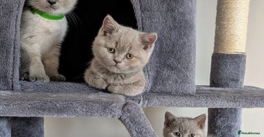 British Shorthair cats - Advert 3