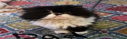 Persian cats for sale: Stunning Persian kitten for sale  in London - Advert 8