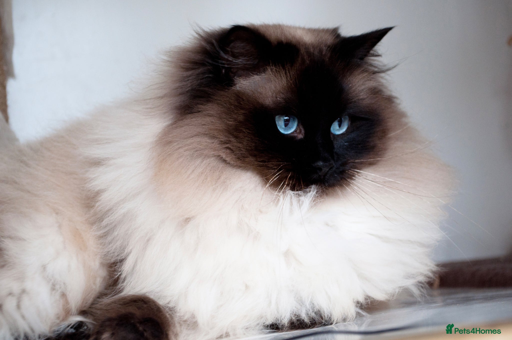 Ragdoll cats for sale: Ragdoll Kittens GCCF & Health Tested  - Advert 5