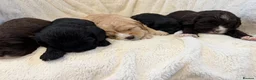 Cavapoo dogs for sale: Cavapoo puppies f1  - Advert 39