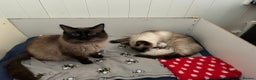 Ragdoll cats for sale: Purebred Ragdoll Kittens 3 Boys & 1 Girl - Advert 6