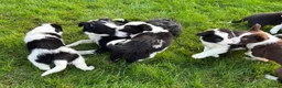 Border Collie dogs for sale: Border Collie Puppies - Advert 12
